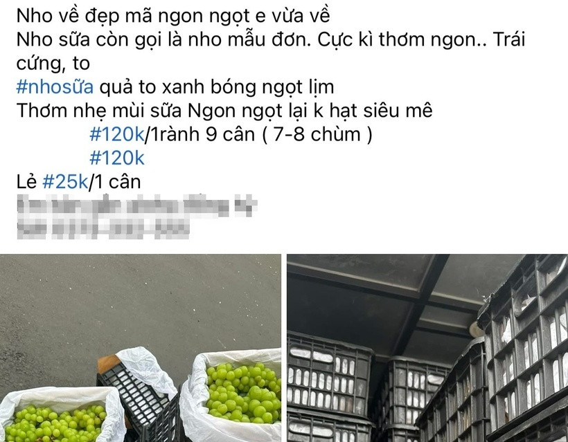Tại nhóm Chợ đầu mối hoa quả Trung Quốc, giá bán nho sữa chỉ có từ 13.000 đồng/kg.