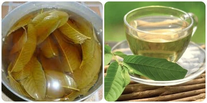 Uống nước lá ổi trước bữa ăn sáng giúp giảm lượng cholesterol LDL và triglyceride trong máu.
