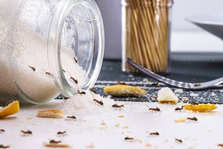 Dùng vỏ cam quýt - mẹo đuổi kiến ra khỏi lọ đường hiệu quả. (Ảnh: Gopests)