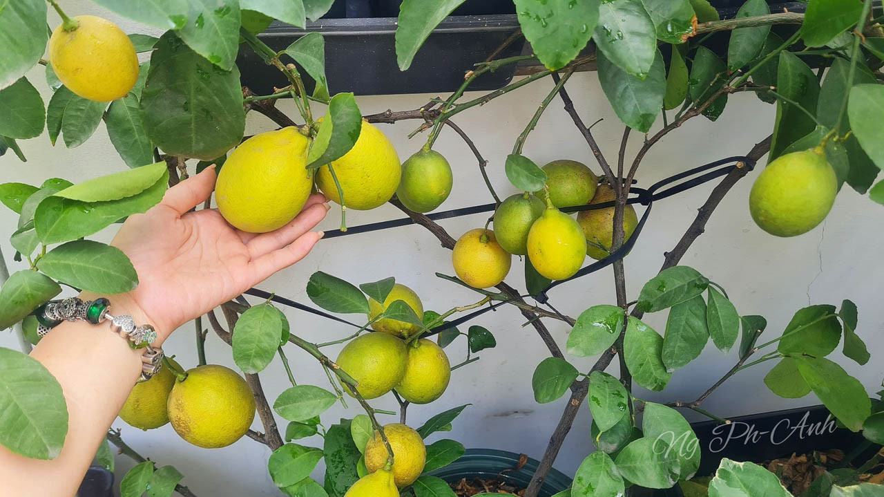 vườn sân thượng tphcm 3.jpg