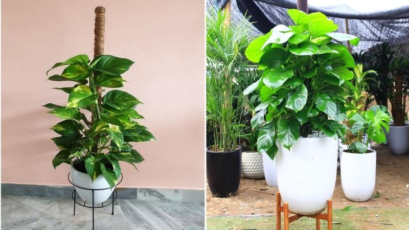 Cây trầu bà leo cột hợp với mệnh gì? Cách trồng cây trầu bà leo cột- Ảnh 8.