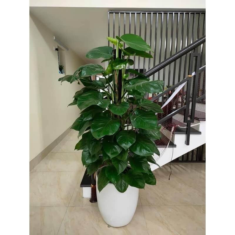 Cây trầu bà leo cột hợp với mệnh gì? Cách trồng cây trầu bà leo cột- Ảnh 6.