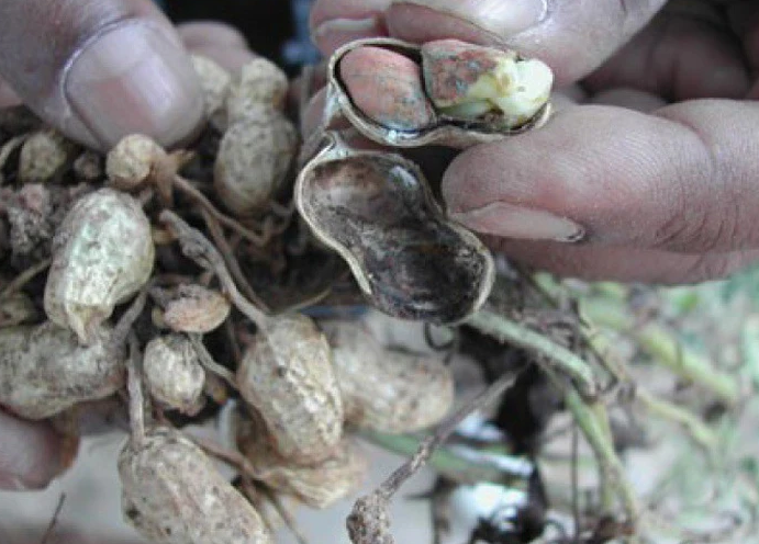 Loại hạt để mốc hại gan,