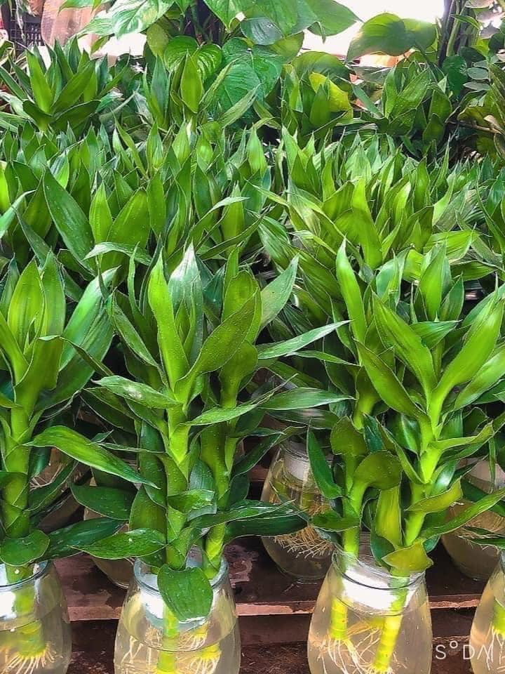 4 loại cây cảnh đặt trong không gian bếp giúp tăng sinh khí, vượng tài lộc- Ảnh 5.