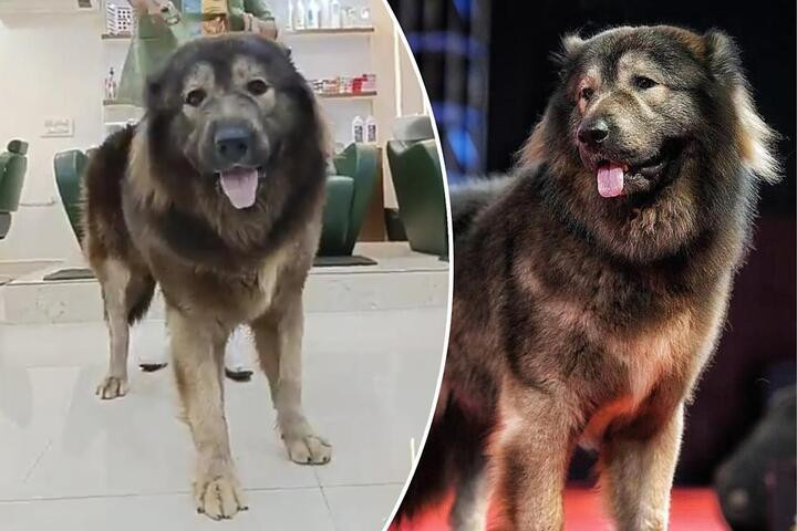 Cadabomb Okami là chú chó đắt nhất thế giới.