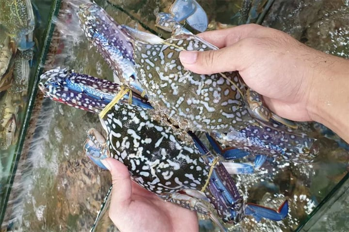 (Ảnh: Hải sản Ông Châu)