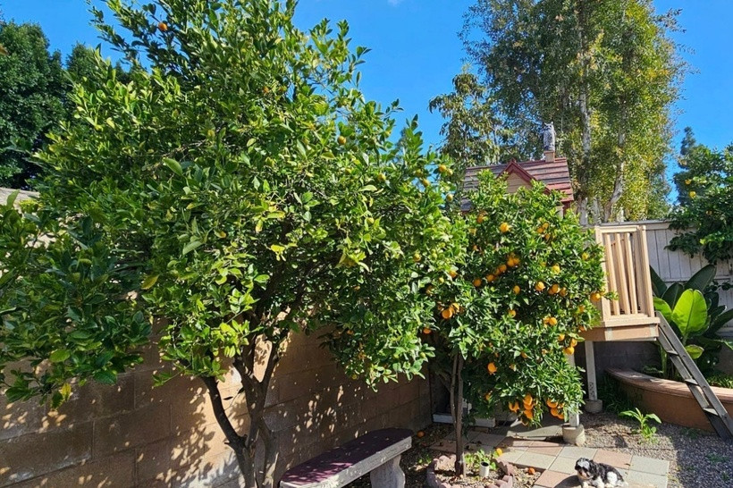 Vợ chồng nữ ca sĩ chủ yếu trồng những giống cây từ Việt Nam như chanh, quất, ớt, đu đủ, cam, ổi... cùng các loại rau, gia vị quen thuộc với người Việt. Cây trong vườn đơm hoa kết trái theo mùa, phục vụ nhu cầu sinh hoạt của gia đình nữ ca sĩ.