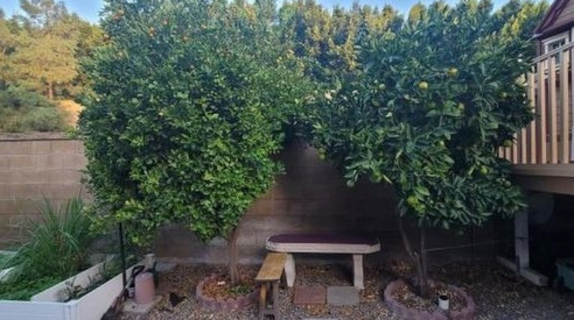 Theo chia sẻ của Dũng Taylor, anh và Thu Phương&nbsp;thích trồng nhiều cây cối trong nhà bởi nó giúp giảm căng thẳng và tạo không gian yên tĩnh để nghỉ ngơi. Anh là người chịu trách nhiệm chính trong việc chăm sóc vườn cây.