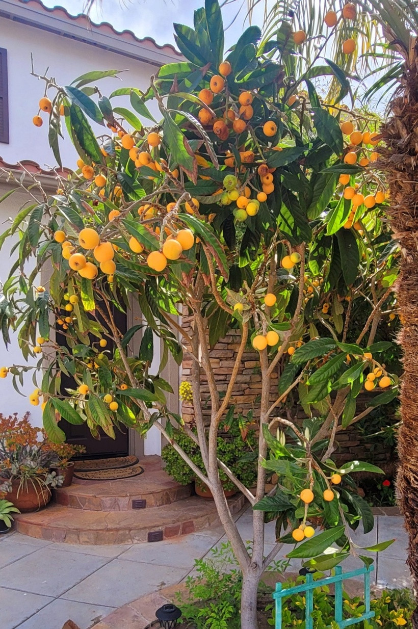 Vài năm gần đây, Dũng Taylor có sở thích trồng cây sơn trà (loquat). Anh cho biết đây là loại cây ăn trái tốt cho sức khỏe, trái to, nhiều nước, thơm ngọt. Mỗi lần thu hoạch, hai cây sơn trà trong vườn nhà của cả gia đình luôn thu được cả chục kg.