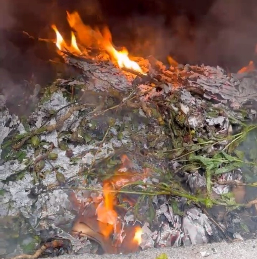 Toàn bộ số cây thuốc phiên đã bị tiêu hủy. Ảnh: Kinh Tế & Đô Thị