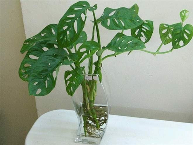 trau ba 02.jpg