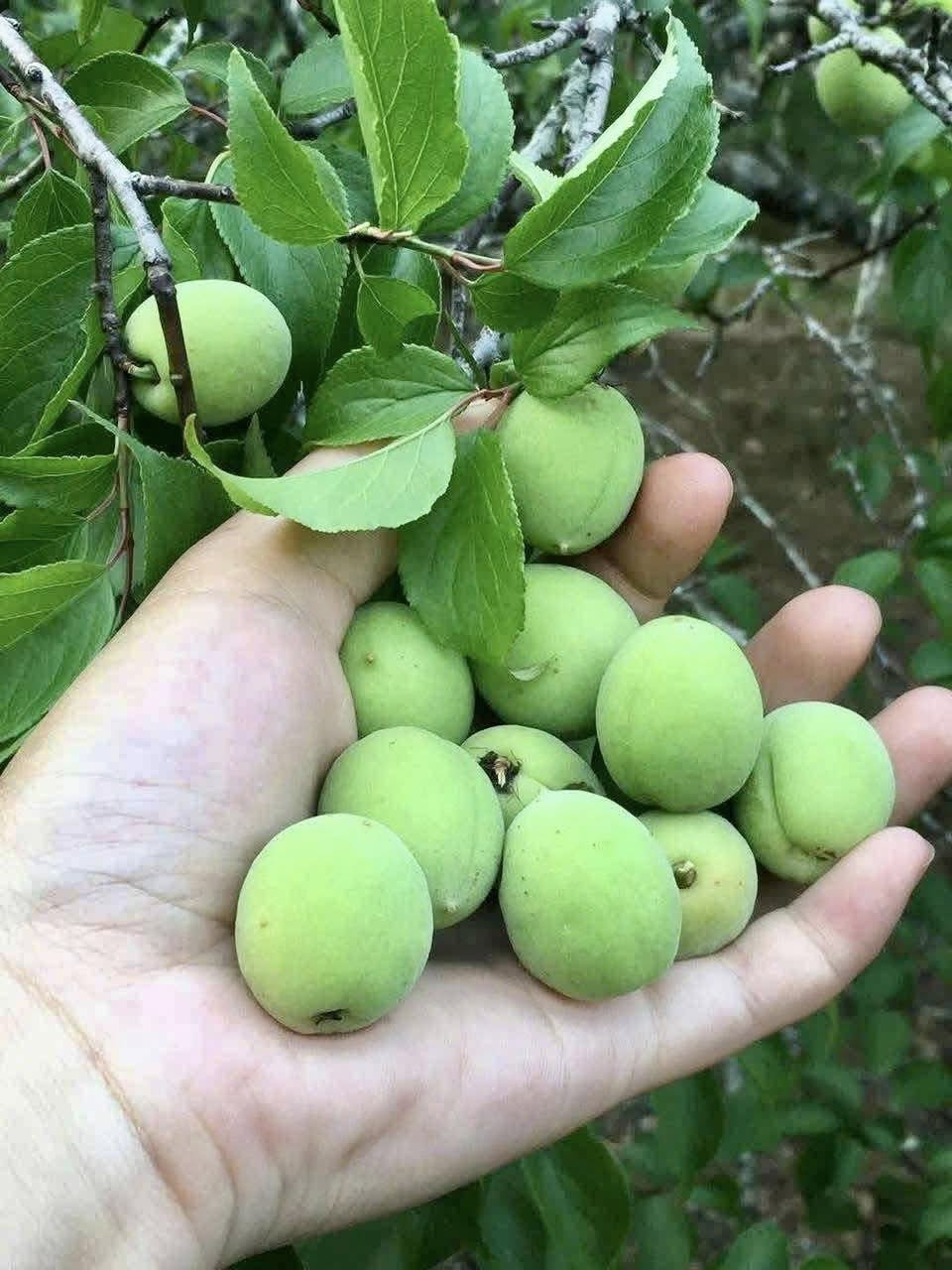 Loại quả Việt có tác dụng hỗ trợ giảm mỡ đang vào mùa bán đầy chợ giá chỉ vài chục ngàn đồng/kg - Ảnh 6.