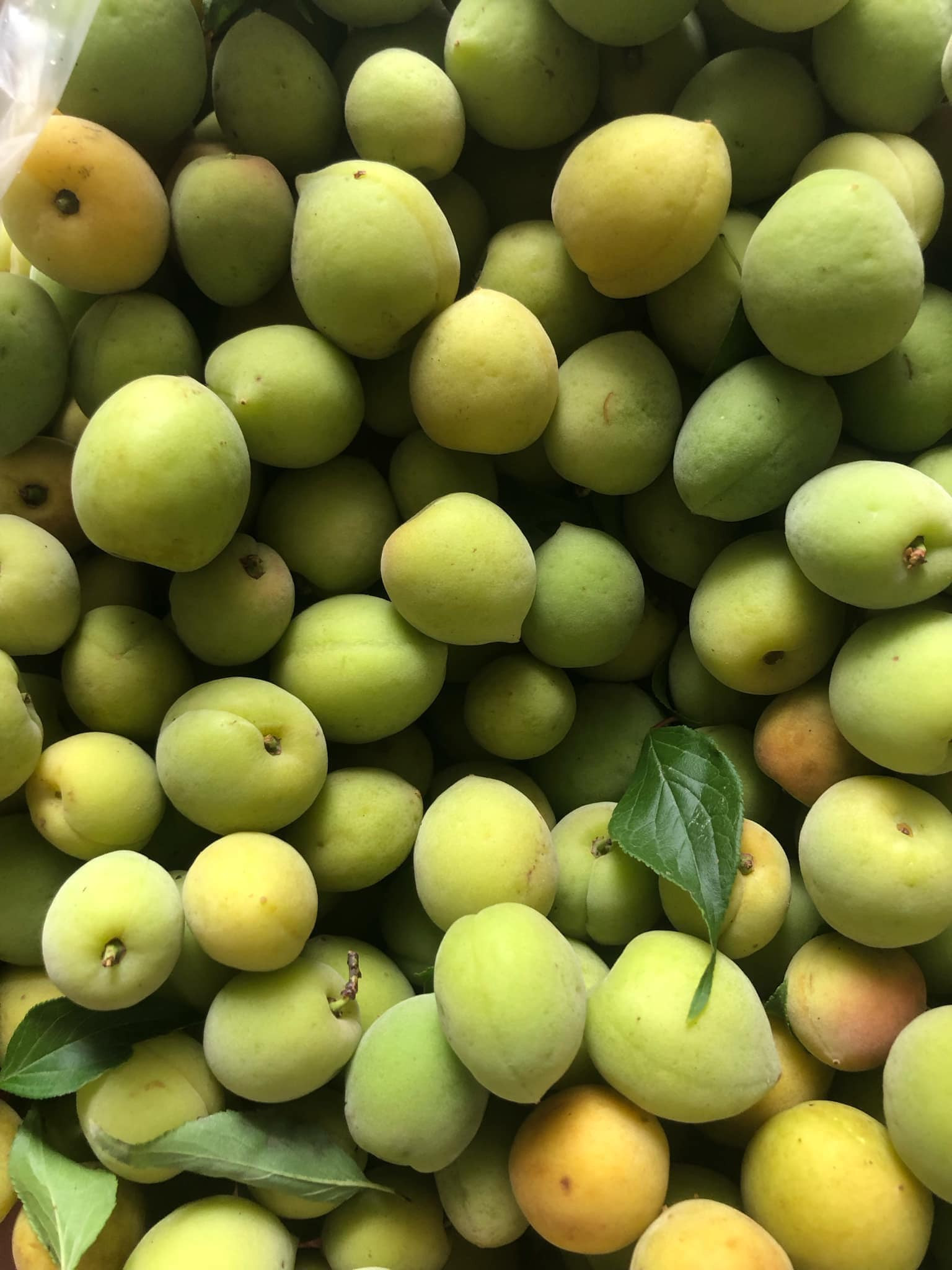 Loại quả Việt có tác dụng hỗ trợ giảm mỡ đang vào mùa bán đầy chợ giá chỉ vài chục ngàn đồng/kg - Ảnh 5.