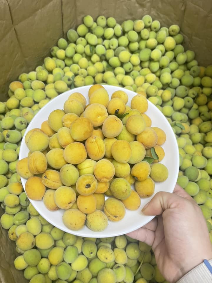 Loại quả Việt có tác dụng hỗ trợ giảm mỡ đang vào mùa bán đầy chợ giá chỉ vài chục ngàn đồng/kg - Ảnh 7.