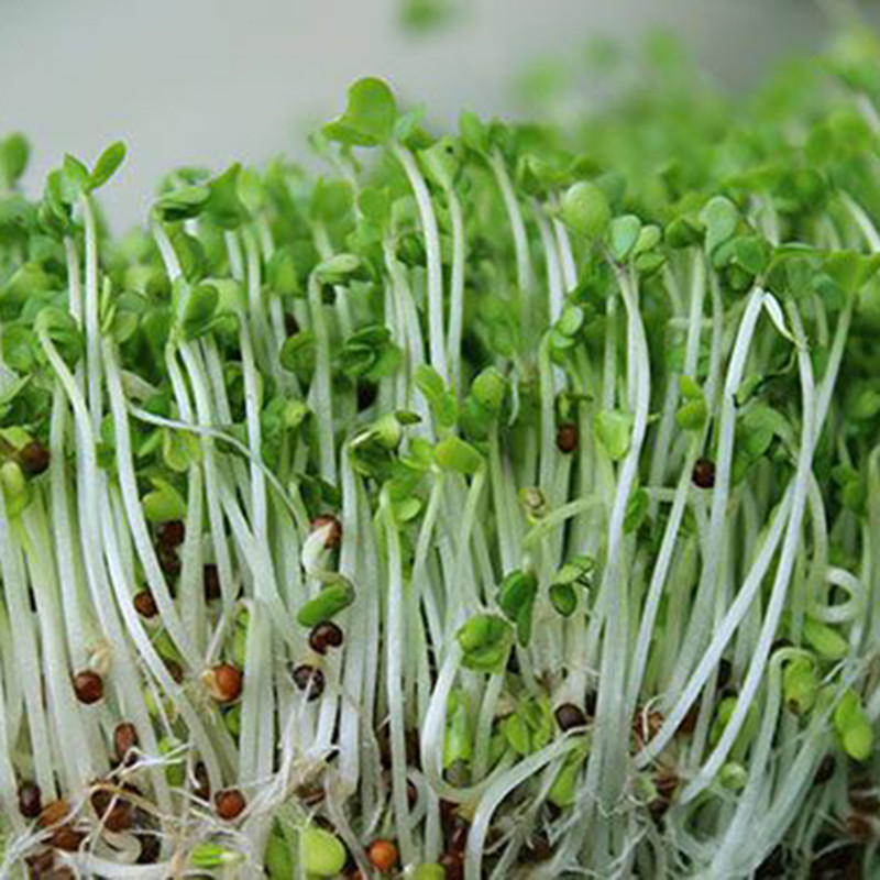 Mẹo trồng rau mầm đậu xanh ăn tốt hơn thuốc bổ- Ảnh 5.