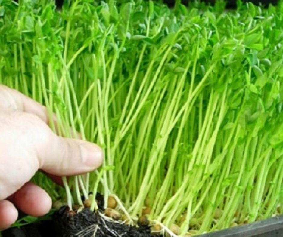Mẹo trồng rau mầm đậu xanh ăn tốt hơn thuốc bổ- Ảnh 4.