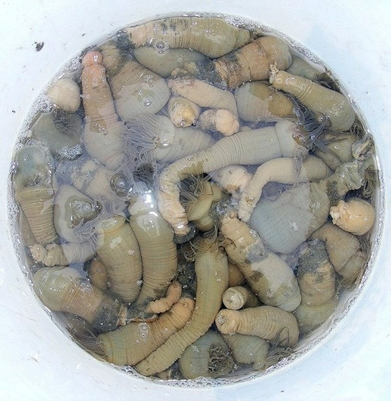 Việc đánh bắt rum biển chủ yếu dựa vào thủ công và kinh nghiệm của thợ lặn.