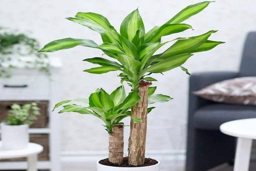 Tuổi Mão nên trồng loại cây phong thủy nào để hóa giải vận xấu trong sự nghiệp- Ảnh 3.