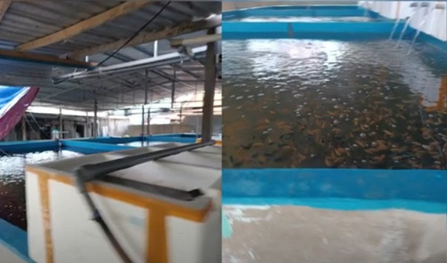 Chân dung 'trùm' đường dây sản xuất ma túy lớn nhất Việt Nam: Tạo vỏ bọc doanh nhân kinh doanh cá cảnh- Ảnh 2.