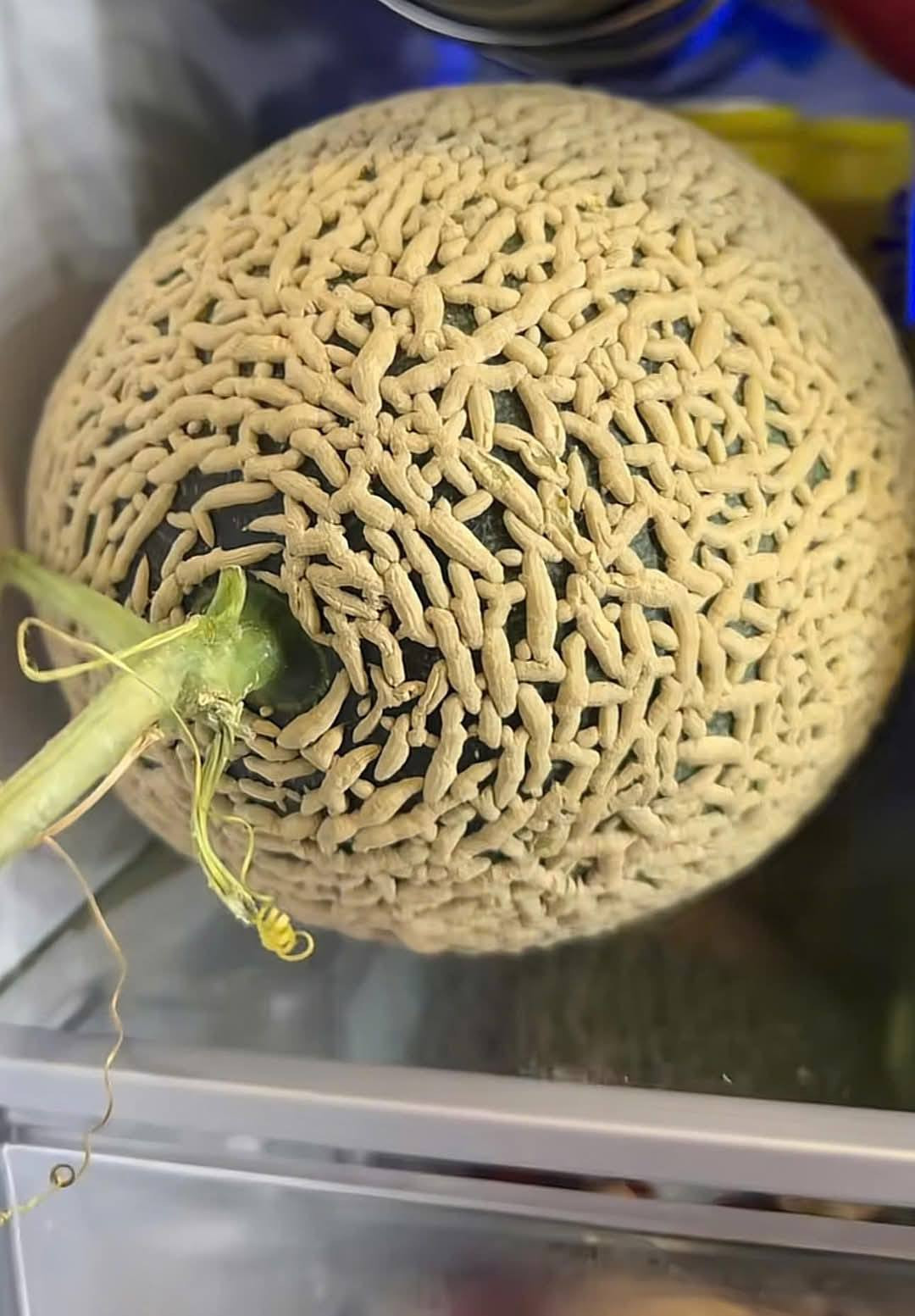 4865743011221844388242537113173526940925561532n