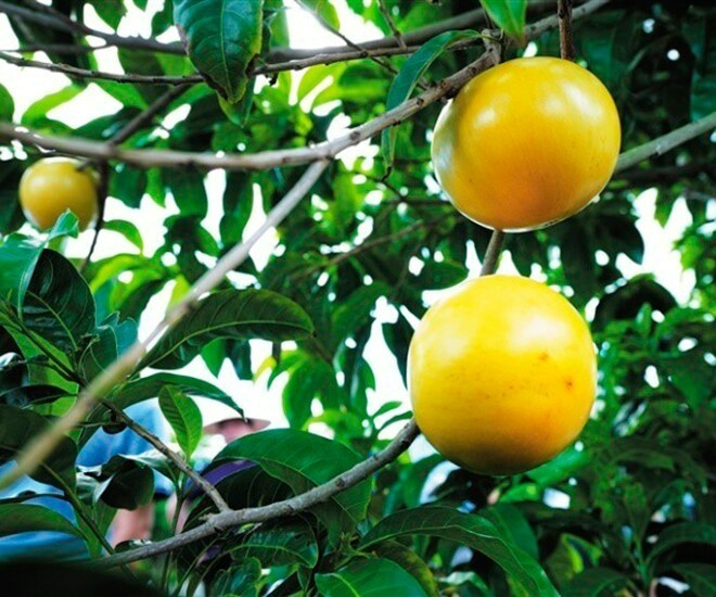 Trái vú sữa hoàng kim có màu xanh nhạt lúc còn non, nhưng khi chín thì phần vỏ bên ngoài ngả sang màu vàng tươi.