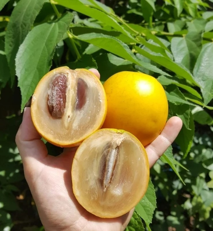 Quả vú sữa hoàng kim.