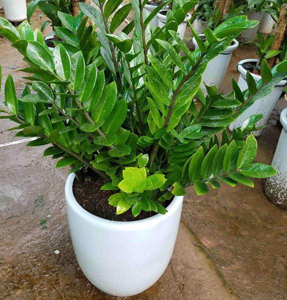 Trồng cây phong thủy trước nhà mang lại những lợi ích bất ngờ về tài vận, sức khỏe và xua đổi tà khí- Ảnh 6.