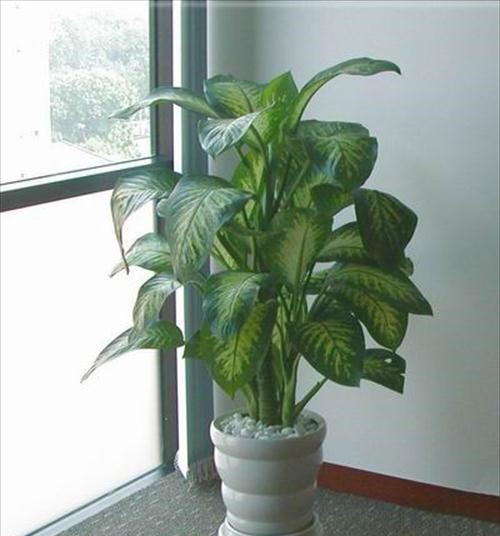 Trồng cây phong thủy trước nhà mang lại những lợi ích bất ngờ về tài vận, sức khỏe và xua đổi tà khí- Ảnh 7.