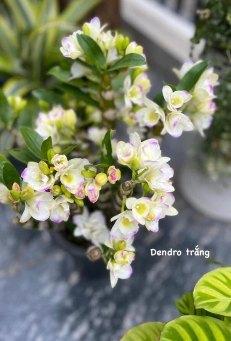 Khu vườn rực rỡ của MC Diễm Quỳnh được chồng cô mát tay chăm sóc- Ảnh 7.