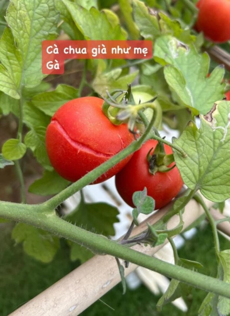 Khu vườn rực rỡ của MC Diễm Quỳnh được chồng cô mát tay chăm sóc- Ảnh 4.