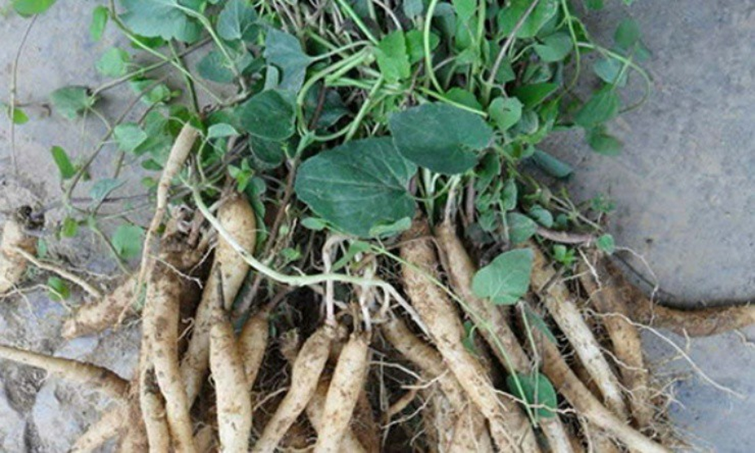 Loại cây dại xưa là thức ăn chăn nuôi, nay quý như