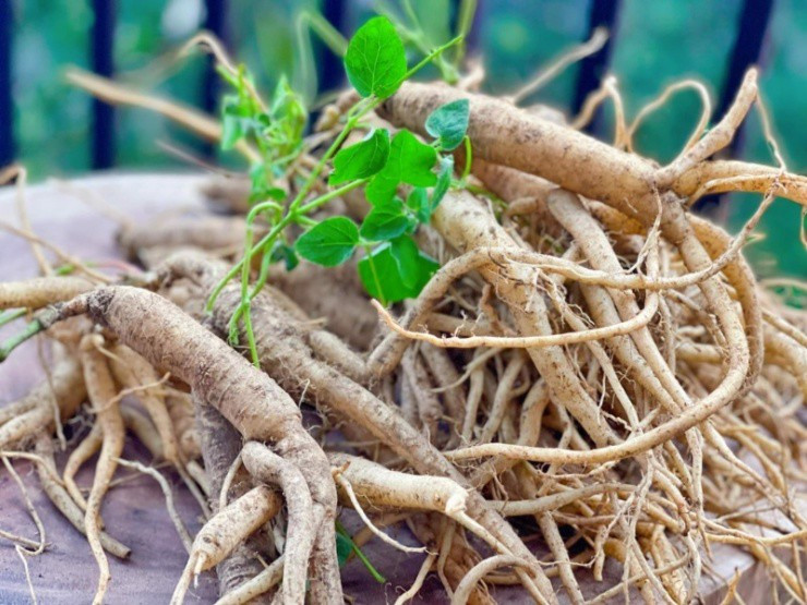 Loại cây dại xưa là thức ăn chăn nuôi, nay quý như