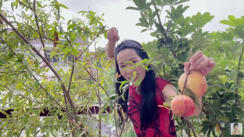 Khu vực ngoài cổng, trên tầng thượng, dọc lối đi trong khuôn viên nhà được trồng rất nhiều loại cây ăn trái như lựu, khế, ổi, cóc, mận…