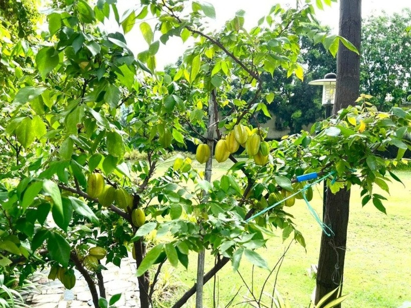 Đặc biệt, khu vườn nhà NSƯT Trịnh Kim Chi có hệ thống tưới nước tự động với các đầu nhỏ giọt giúp đất giữ ẩm tốt, tiết kiệm công chăm sóc.