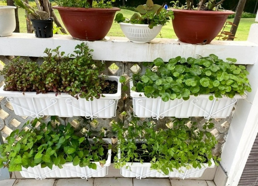 Các loại rau được chị trồng theo cả phương pháp thổ canh lẫn thủy canh. Riêng với phương pháp thủy canh, cô đầu tư hẳn một giàn rau thủy canh trị giá 3 triệu đồng để chăm rau tối ưu hơn.