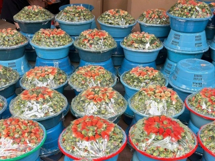 Những sạp hàng bày bán dâu tây với mức giá dao động từ 20.000 – 80.000 đồng/hộp 500g. Ảnh: Chuyên trang Gia đình & Xã hội.