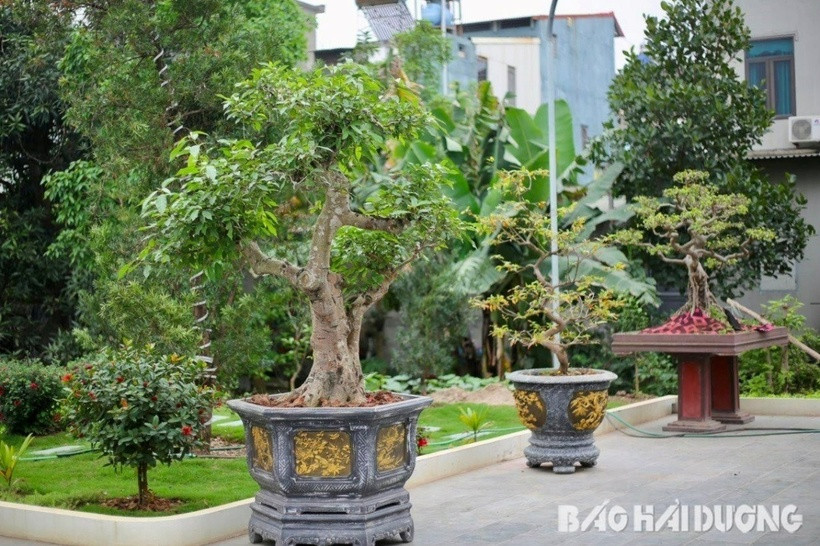 Khuôn viên rộng gần 300m2 được tô điểm bằng nhiều loại cây cảnh có giá trị. Bố Văn Toàn cho biết dù thi đấu xa nhà thường xuyên nhưng mỗi khi có dịp về quê, anh rất thích ngắm và tự tay chăm sóc cây xanh