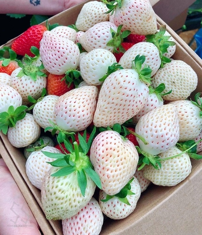 Dâu tây trắng trở thành một món quà xa xỉ, luôn rất khan hiếm.