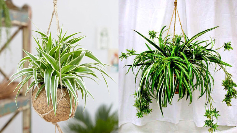 Người mệnh này nếu trồng cây lan chi sẽ tăng tài lộc tăng, sự nghiệp thăng tiến - Ảnh 7.