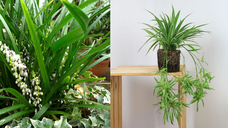 Người mệnh này nếu trồng cây lan chi sẽ tăng tài lộc tăng, sự nghiệp thăng tiến - Ảnh 8.