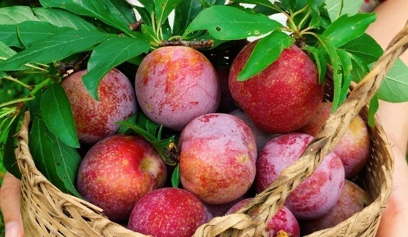 Mận chứa hàm lượng axit cao nên ăn lúc đói sẽ làm tăng lượng axit trong dạ dày.
