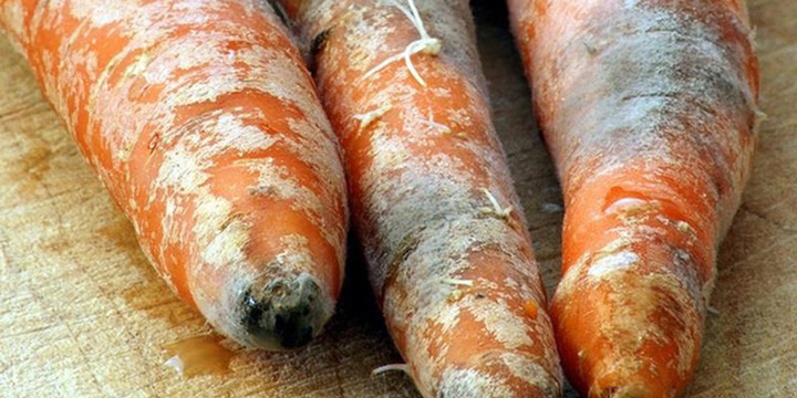 Thực phẩm mốc, thối dù chỉ một phần cũng phải bỏ đi.