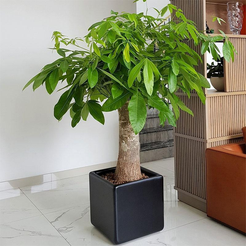 Cây kim ngân ra hoa là điềm gì?- Ảnh 4.