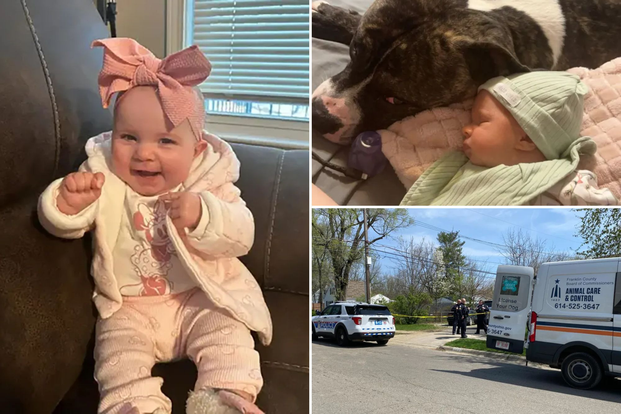 Chó pitbull tấn công bé gái 7 tháng tuổi, gia đình chứng kiến cảnh thương tâm - Ảnh 2.