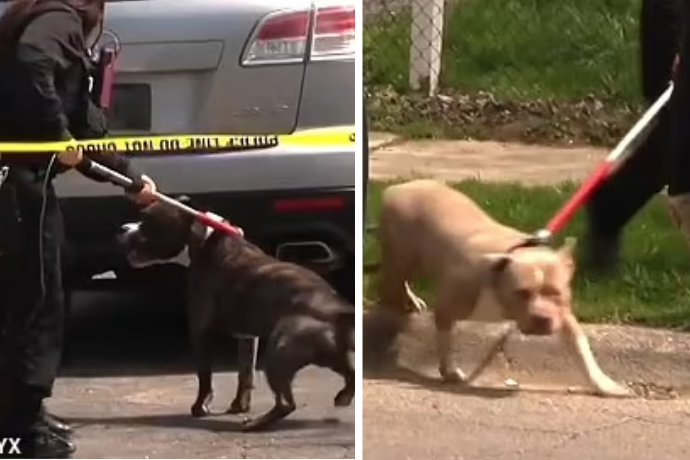 Chó pitbull tấn công bé gái 7 tháng tuổi, gia đình chứng kiến cảnh thương tâm - Ảnh 1.