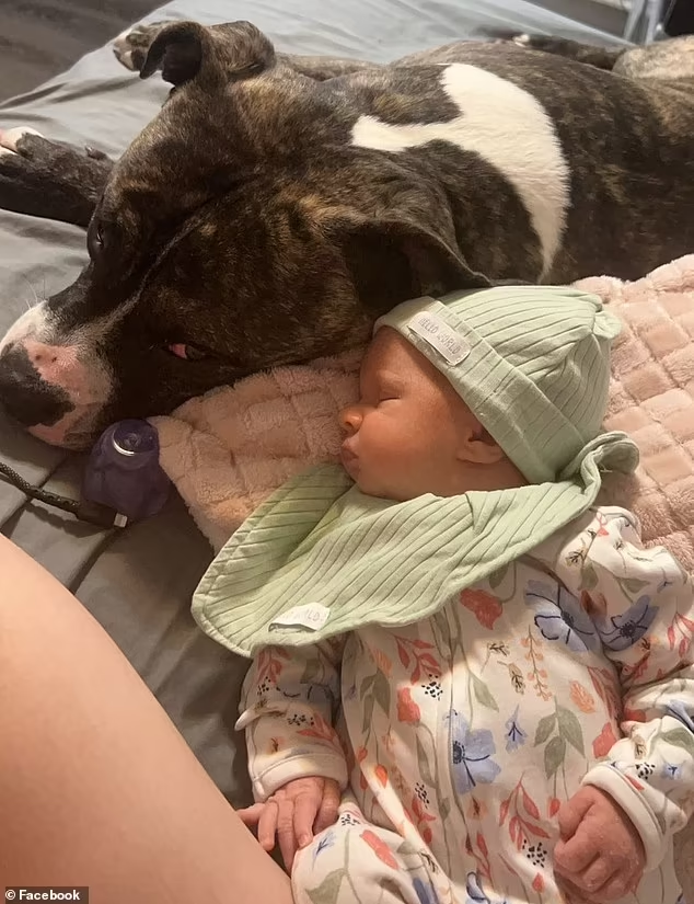 Chó pitbull tấn công bé gái 7 tháng tuổi, gia đình chứng kiến cảnh thương tâm - Ảnh 3.