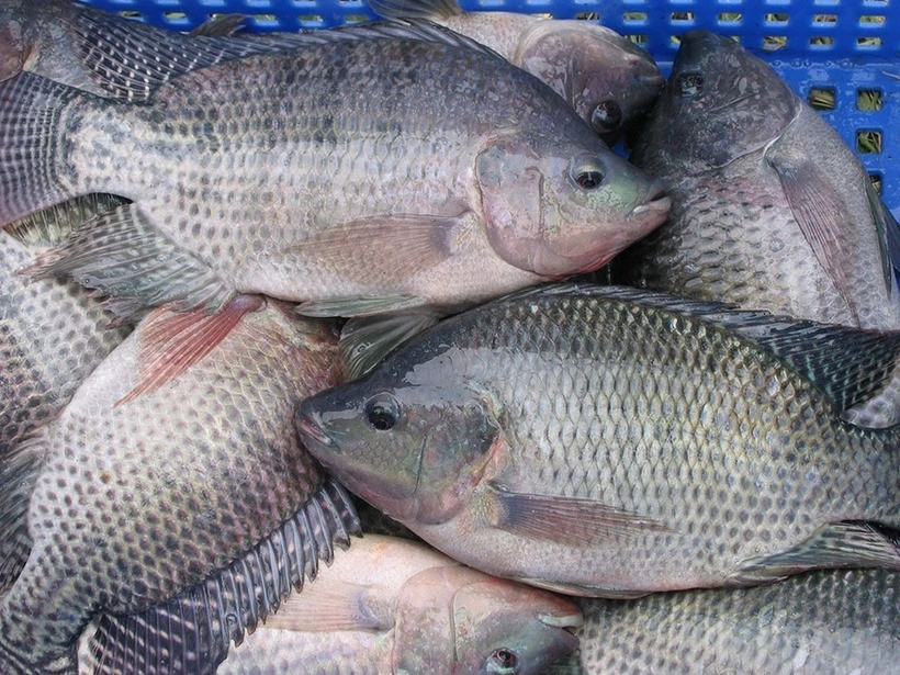 Cá rô phi