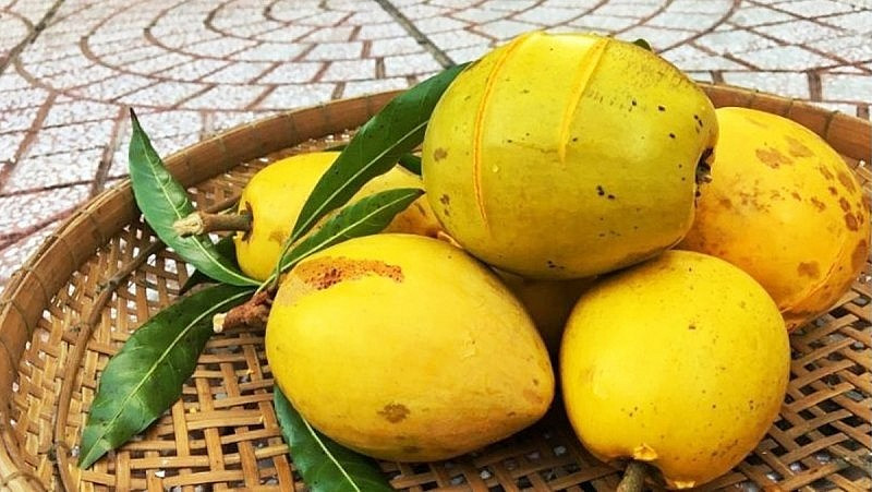Việt Nam có 1 loại quả ngọt đang dần bị