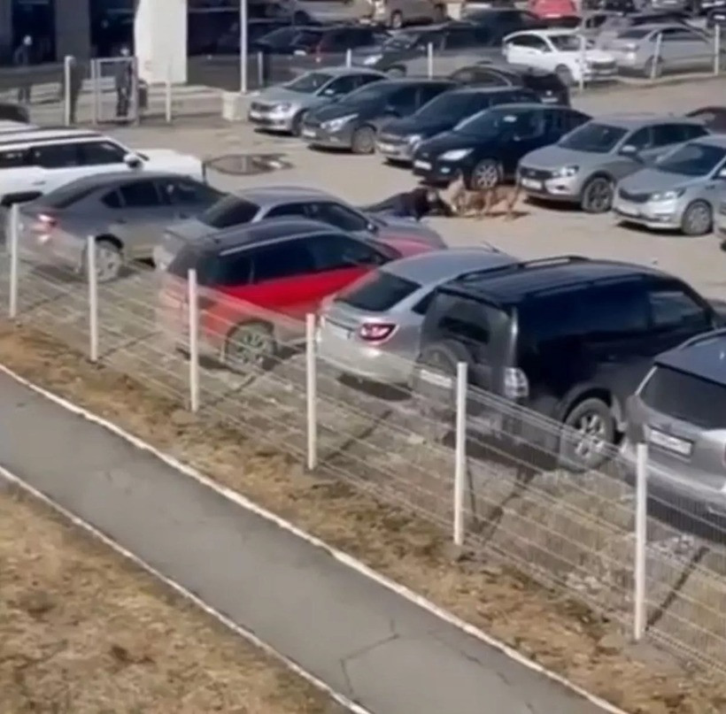 Người đàn ông bị chó tấn công ở bãi đậu xe. Ảnh: Mirror