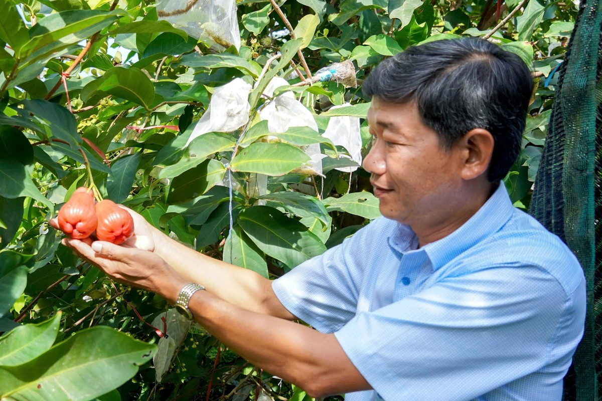 Trái mận 'lạ' giá cao đang gây sốt ảnh 2